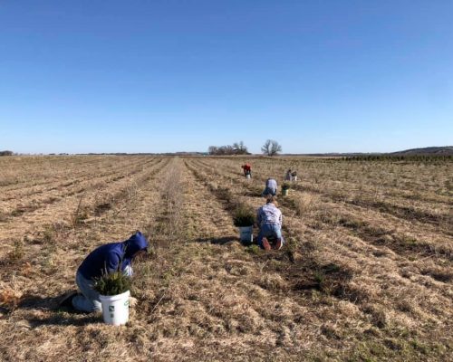 PlantingTrees2
